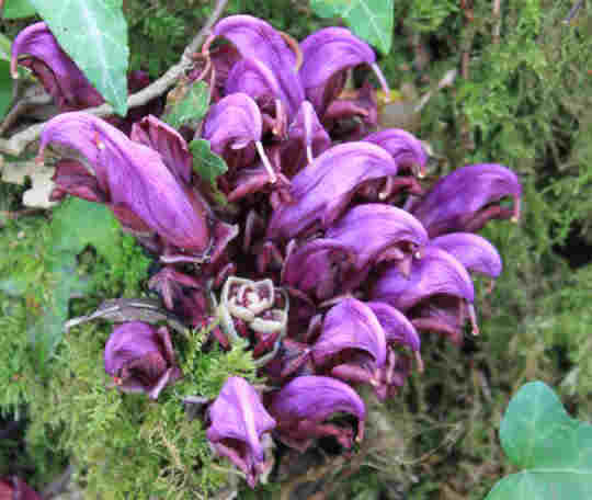 violette Blume, Partnerrckfhrung,